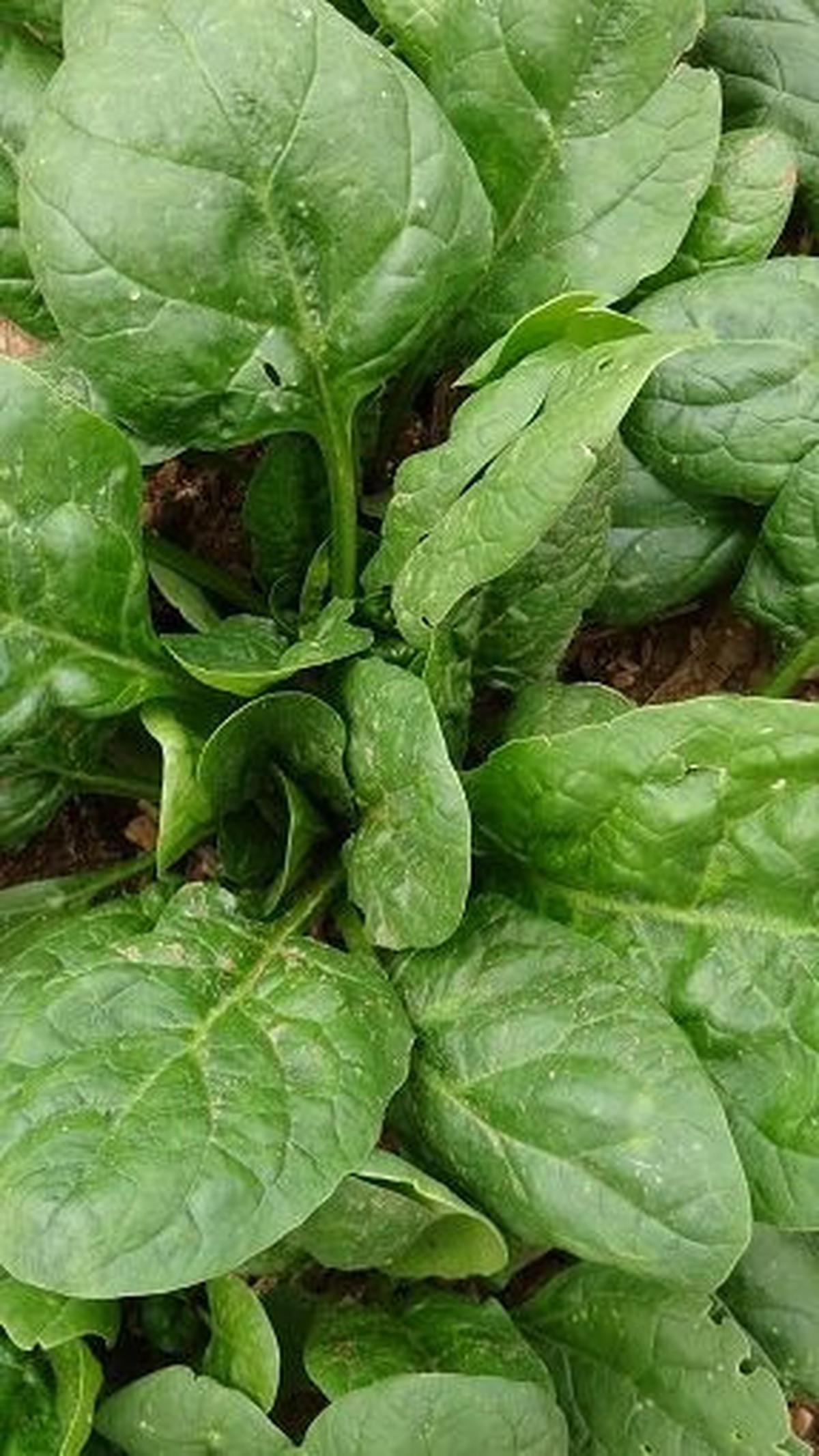 8. Kangkung<br>