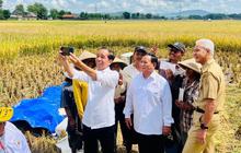 Presiden Jokowi Akhirnya Blak-blakan Kenapa Indonesia Harus Impor Beras