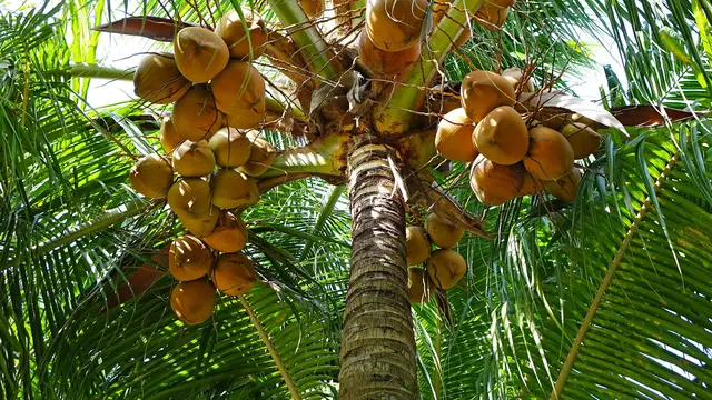 Ciri Ciri Tumbuhan Monokotil (Sumber: Pixabay)