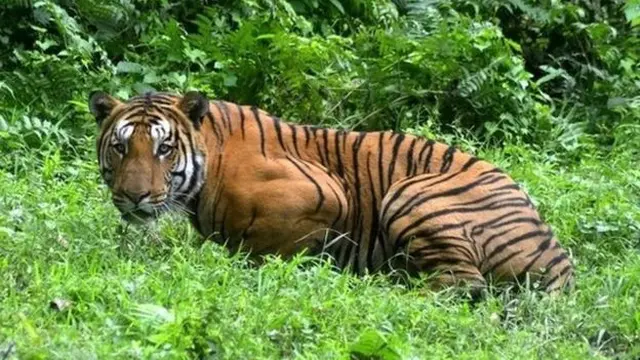 Seekor harimau telah menempuh jarak 1.300 km (807 mil) dalam lima bulan.