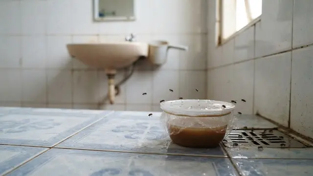 Cara Membuat Jebakan Lalat