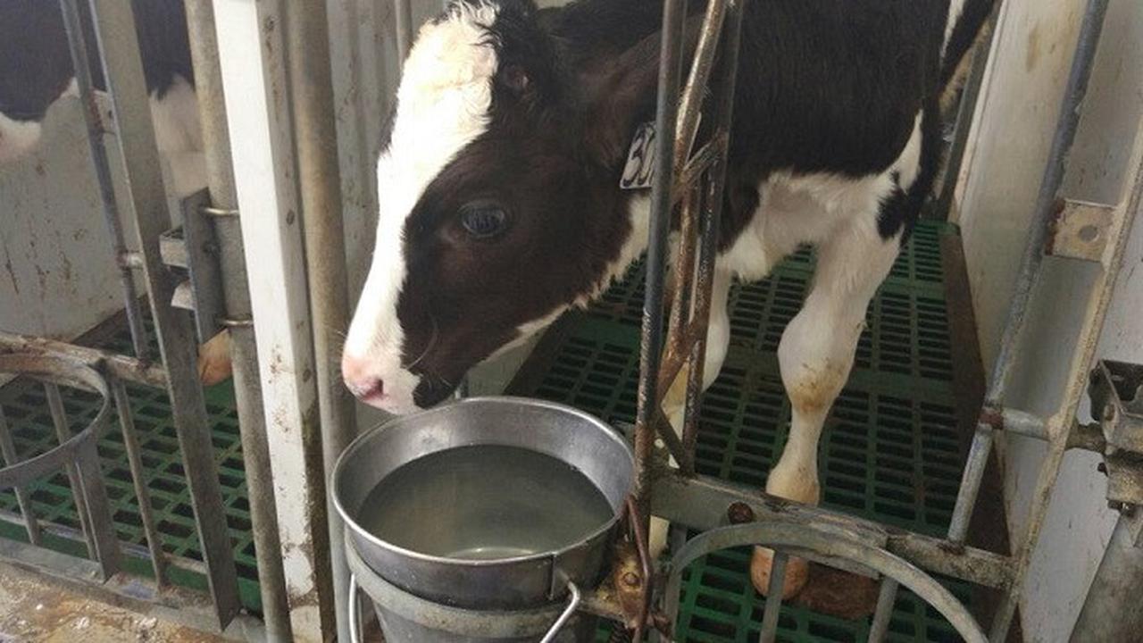 Anak sapi di peternakan sapi perah PT Greenfields Indonesia di Desa Babadan, Malang
