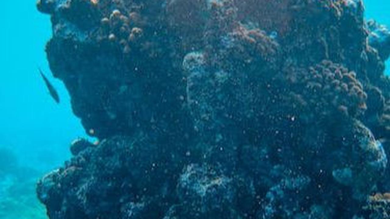 2. Terdapat Bangkai Kapal Perang PD-II di Bawah Laut Raja Ampat<br>