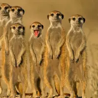 [Bintang] Ketika Hewan Bertingkah Menggemaskan Part 1