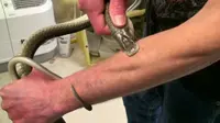 Pria ini telah membiarkan dirinya digigit ular berbisa lebih dari 160 kali