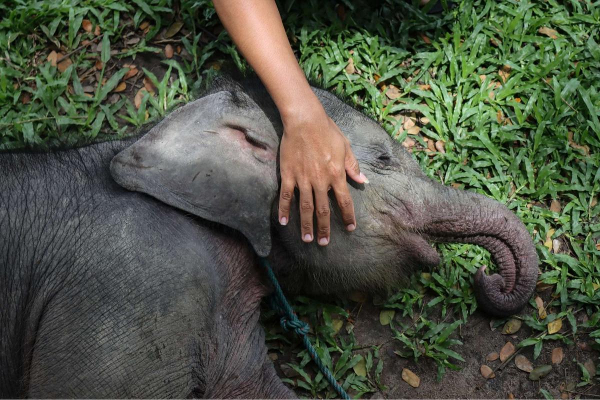 Bayi gajah dua bulan tersesat di permukiman warga