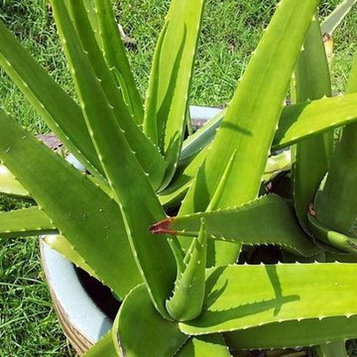 8 Cara Mengatasi Sunburn Efektif, Kompres Air Dingin hingga Oles Lidah Buaya