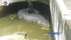 Wanita di Minahasa, Sulawesi Utara, ditemukan tewas diterkam buaya yang biasa diberi makan.