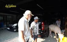 Iwan Fals Kagum Melihat Kebo Bule Irfan Hakim Bernama Beri dan Bela 'Kamu Niat Banget ya
