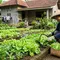 Cara Menanam Selada agar Tidak Pahit saat Dipanen, Tips agar Daun Renyah dan Manis