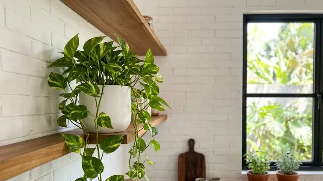 Pothos (Epipremnum aureum)