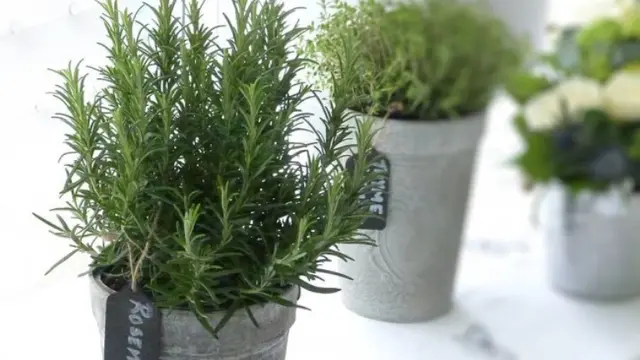 [Bintang] 6 Tumbuhan Bumbu dan Rempah yang Bisa Ditanam di Dapur Rumahmu