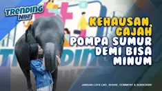 THUMBNAIL gajah