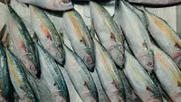 Protein Hewani Tak Harus Mahal, Ikan Kembung Bisa Jadi Pilihan