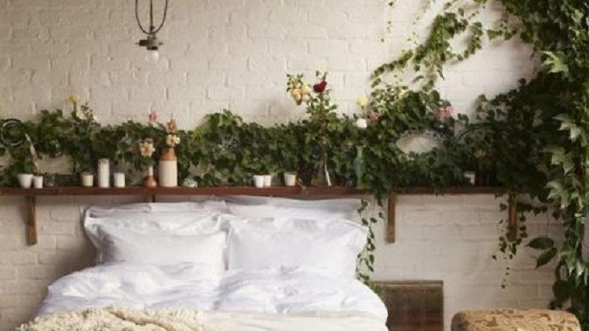 8 Tanaman Hias Wangi untuk Kamar Tidur, Tingkatkan Kualitas Istirahat dan Relaksasi