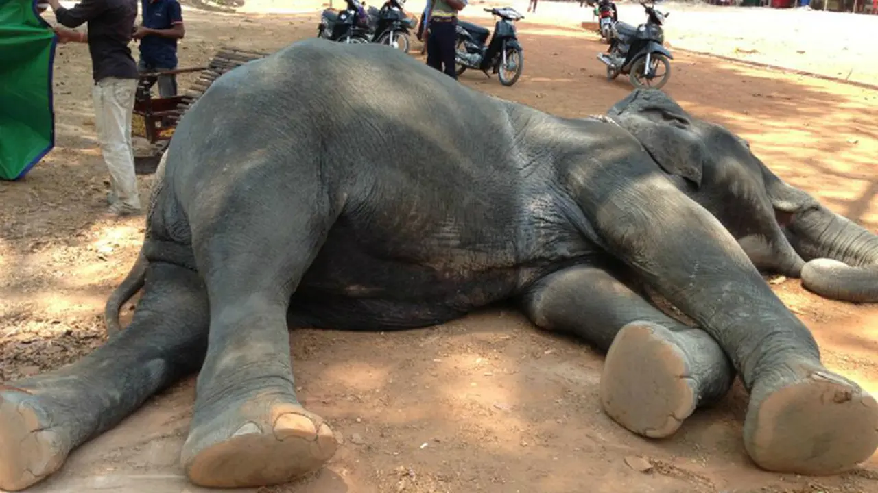 Kasihan, Gajah Wisata Ini Mati Kelelahan