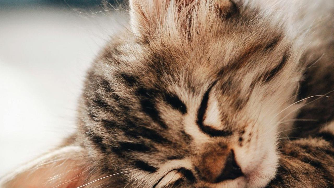 Memberikan makanan kucing yang penuh nutrisi tentu saja dapat mendukung pertumbuhan dan perkembangan tubuhnya. Bukan hanya itu, makanan yang penuh gizi juga dapat menjaga kesehatan kucing serta memberikan energi yang cukup setiap harinya. Dengan begitu, k