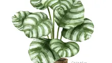 Ilustrasi calathea. (Image by rawpixel.com on Freepik)