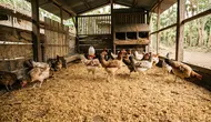 6 Bahan Alas Kandang Ayam yang Tidak Mudah Menggumpal saat Terkena Kotoran