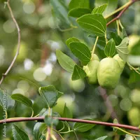Daun dan Buah Bidara (Credit: devmarya on Adobe Stock)