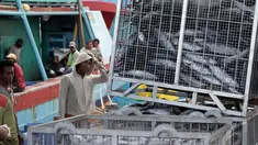 Pekerja saat menurunkan ikan di Pelabuhan Muara Baru, Jakarta, Minggu (11/1/2015). Jakarta, Minggu (11/1/2015). (Liputan6.com/Faizal Fanani)
