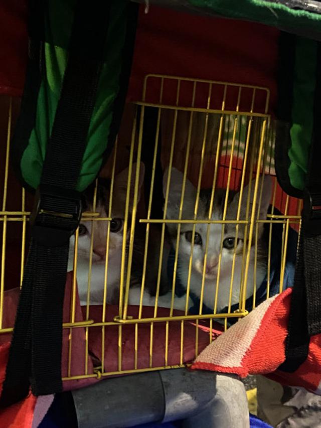 Viral Driver Ojol Bawa Kucing Sambil Bekerja, Netizen: Gemes Banget Sumpah