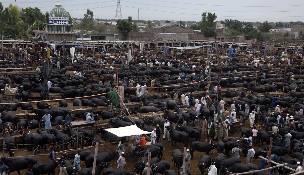 Orang-orang mengunjungi pasar ternak untuk membeli hewan untuk hari raya Idul Adha atau Hari Raya Kurban umat Islam di Peshawar, Pakistan, Sabtu (2/7/2022). Idul Adha merupakan salah satu hari raya umat Islam di dunia yang identik dengan penyembelihan hewan kurban bagi yang mampu. (AP Photo/Muhammad Sajjad)
