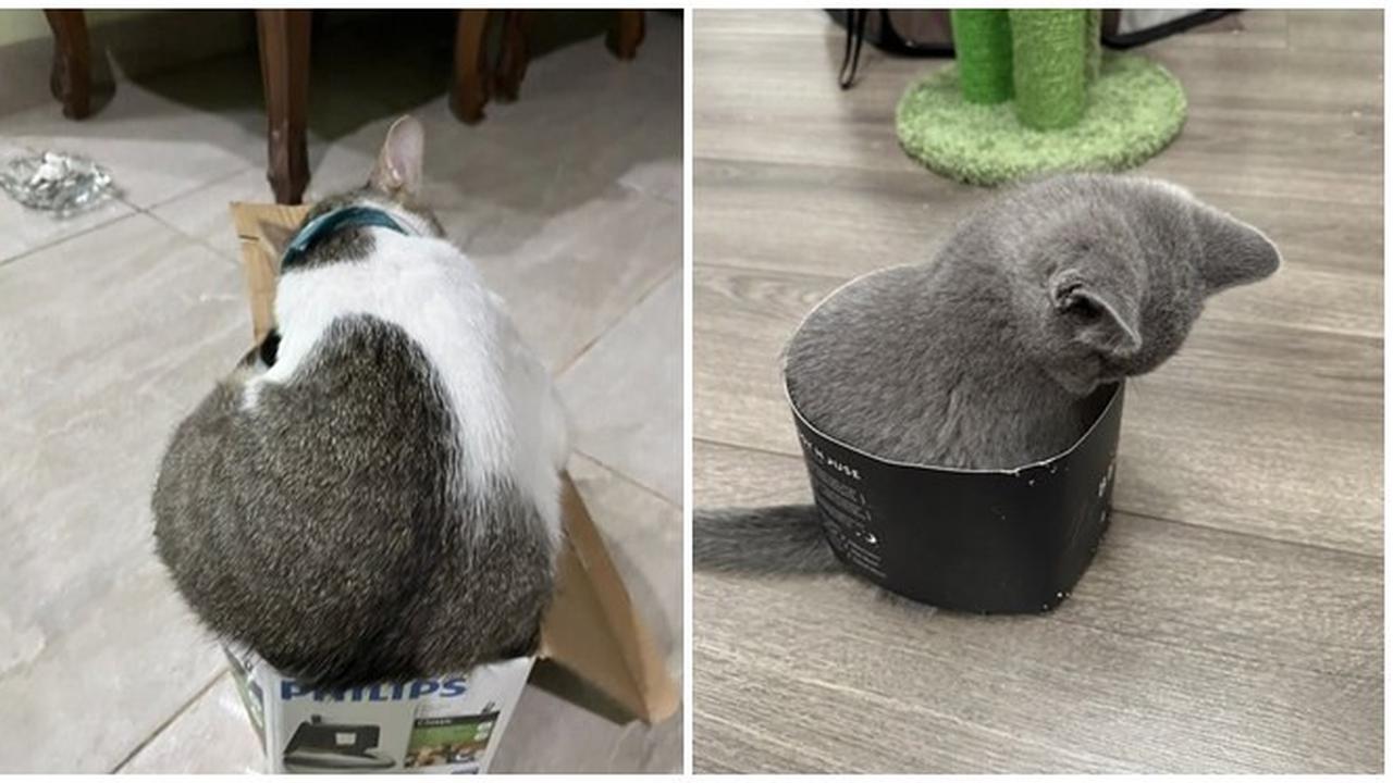 10 Potret Kucing Memaksa Masuk Kardus Ini Bikin Gemas, Enggak Sadar Ukuran