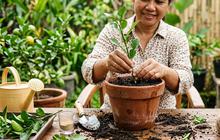 7 Cara Menanam Daun Jeruk dari Stek Batang di Pot, Mudah untuk Pemula