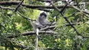 Monyet Surili Jawa (Presbytis Comata) bertengger di pepohonan Taman Nasional Gunung Halimun Salak (TNGHS), Jawa Barat, Sabtu (5/1). Surili Jawa adalah spesies monyet dunia lama yang merupakan primata endemik Jawa Barat. (Merdeka.com/Iqbal Nugroho)