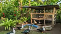 Cara Ternak Entok Semi Umbaran di Pekarangan Rumah, Hemat Pakan dan Cepat Panen