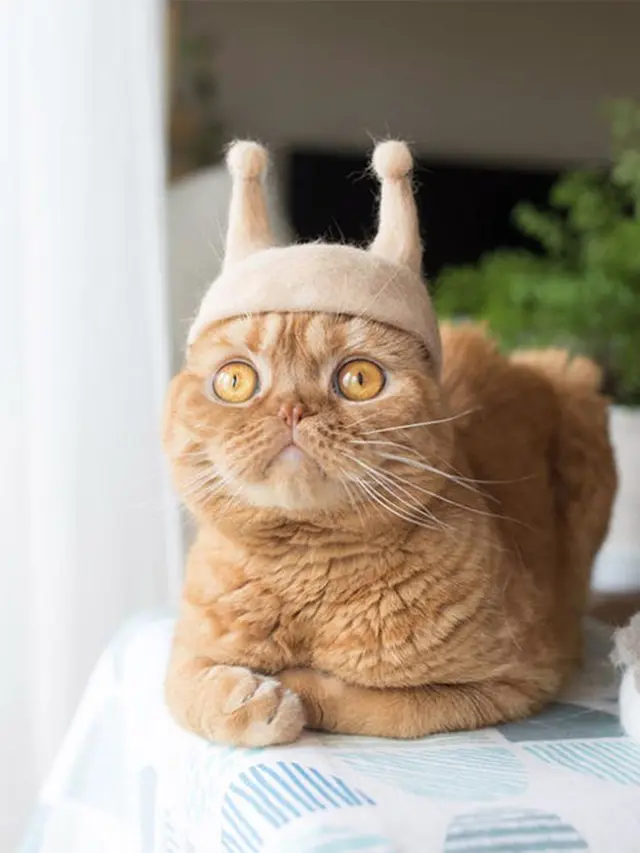 Kerajinan dari Bulu Kucing