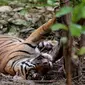 Harimau Sumatera yang terkena jebakan warga dibatang pohon di Taman Nasional Batang Gadis, Sumatera, Kamis (26/11). Harimau tersebut terjerat jebakan warga yang diperuntukan untuk hewan rusa. (Ori Kakigunung)