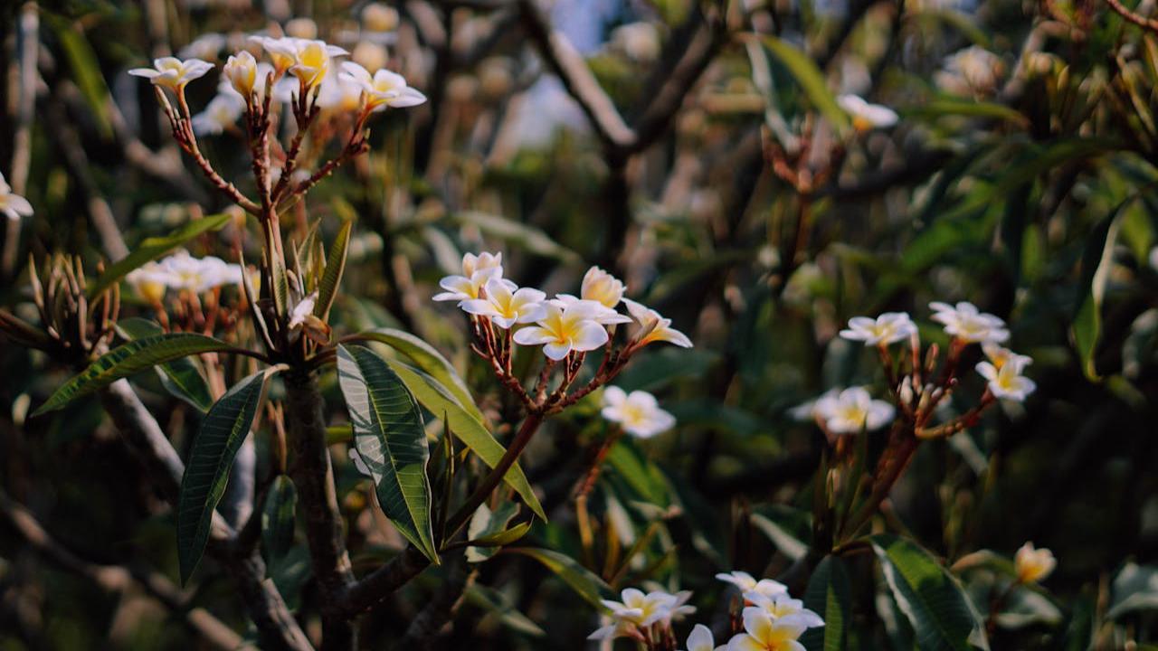 Pohon Kamboja