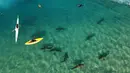 Seorang Kayakers dan penyelam bebas mengamati hiu Sandbar di laut Mediterania dekat kota pesisir Israel utara Hadera, pada 30 Desember 2022. Fenomena khusus ini menarik orang untuk kesempatan langka mengamati dari dekat hewan liar. (Photo by JACK GUEZ / AFP)