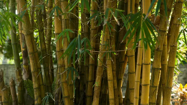 Ilustrasi bambu kuning