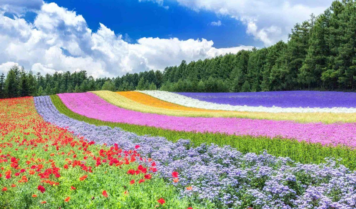 Misalnya saja Jepang saat musim panas memiliki berbagai destinasi menarik yang sangat sayang untuk dilewatkan. Hal ini dikarenakan Jepang memiliki musim panas yang menyenangkan dengan berbagai macam festival.