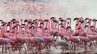 Populasi flamingo yang ada di Nakuru berkisar satu hingga dua juta secara total. 