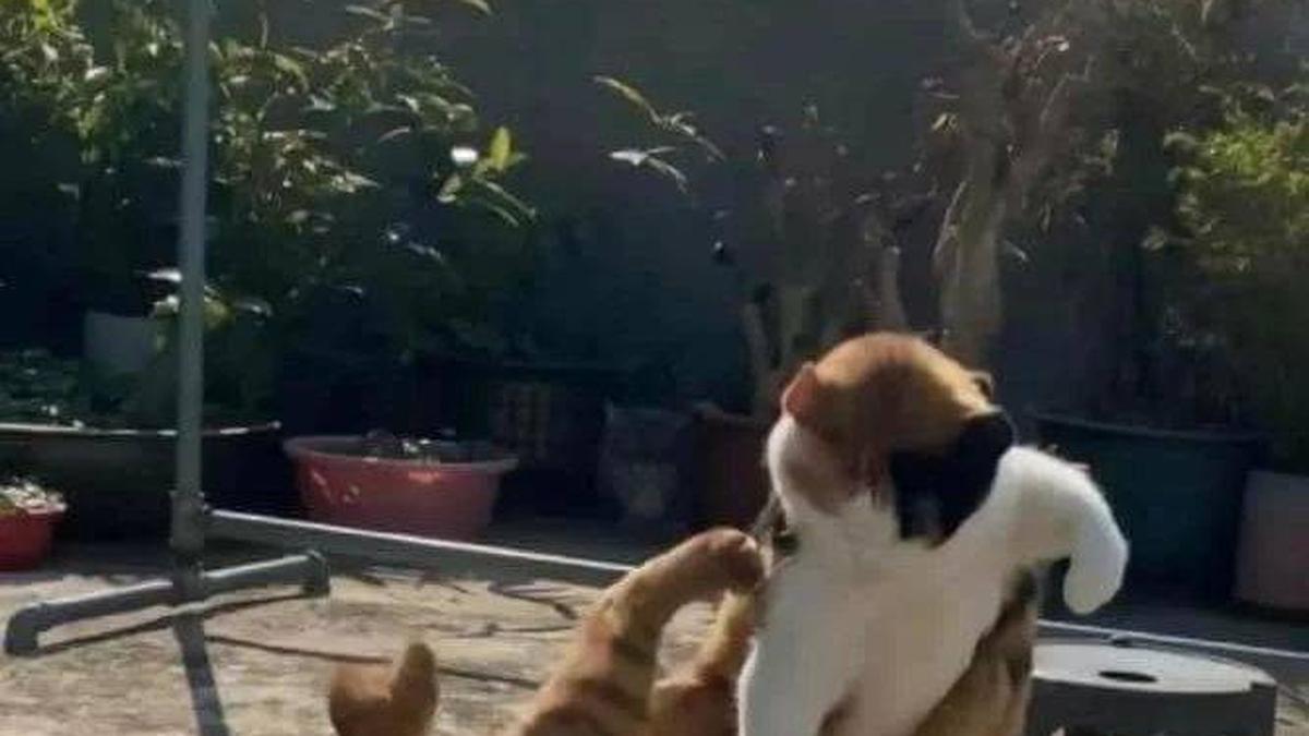 5 Cara Memisahkan Kucing Berantem tanpa Kena Cakar atau Gigitan Secara Efektif