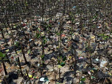 Tumpukan sampah terlihat di antara hutan mangrove di kawasan Muara Angke, Jakarta Utara, Sabtu (14/4). Sampah-sampah yang terbawa oleh arus tersebut berdampak besar pada rusaknya hutan mangrove. (Liputan6.com/Johan Tallo)