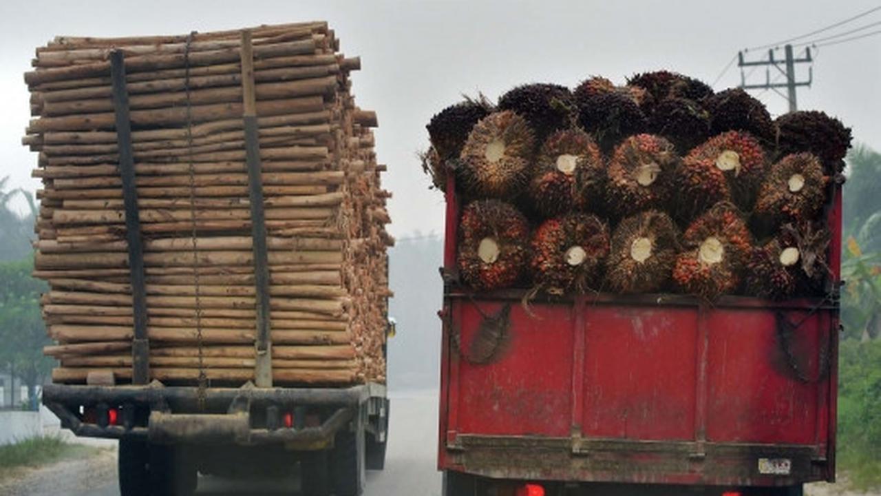 Kisah petani kelapa sawit Riau bekerja di tengah kabut asap