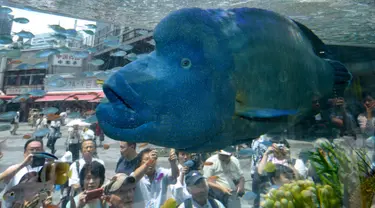 Seekor ikan humphead wrasse atau ikan Napoleon berenang di dalam akuarium besar saat pameran Sony Aquarium 2017 di Tokyo (31/7). Ikan Napoleon ini merupakan salah satu ikan karang terbesar di dunia. (AFP Photo/Akuhiro Nogi)