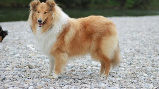 Collie