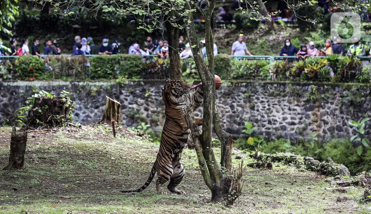 <p>Seekor harimau bermain dalam kandang saat para pengunjung menikmati liburan hari kedua Idul Fitri 1443 H di Taman Margasatwa Ragunan, Jakarta, Selasa (3/5/2022). Taman Margasatwa Ragunan kembali beroperasi pada hari kedua Lebaran. (Liputan6.com/Johan Tallo)</p>
