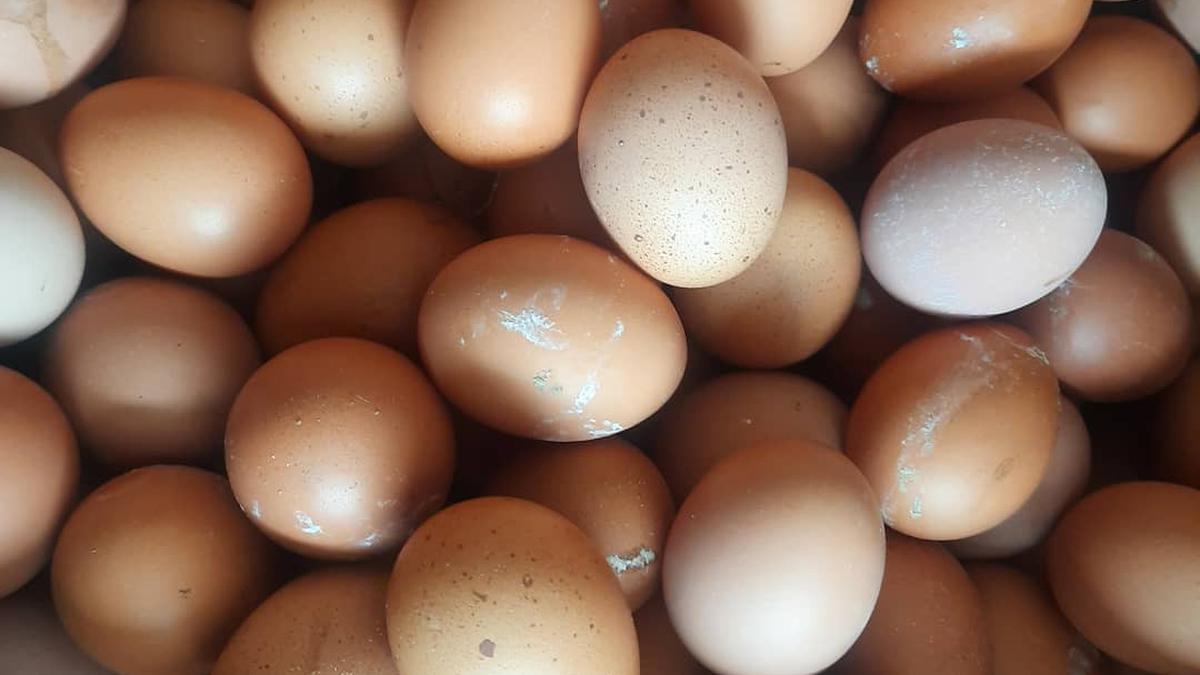 Agar Telur Tetap Higienis saat Disimpan, Coba Trik Ini Tanpa Perlu Dicuci