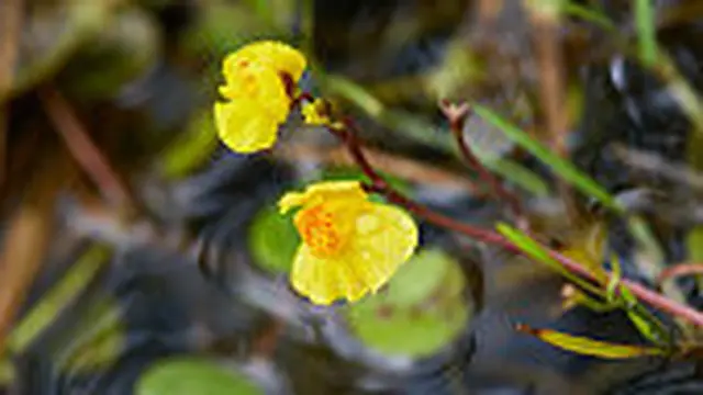 Bladderwort (Utricularia)