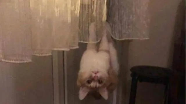 7 Potret Ini Bukti Kucing Bisa Menentang Hukum Alam