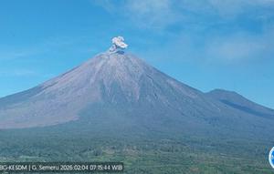 Gunung Semeru kembali erupsi dengan tinggi letusan mencapai 800 meter di atas puncak pada Rabu (4/2/2026) pagi. (Antara)