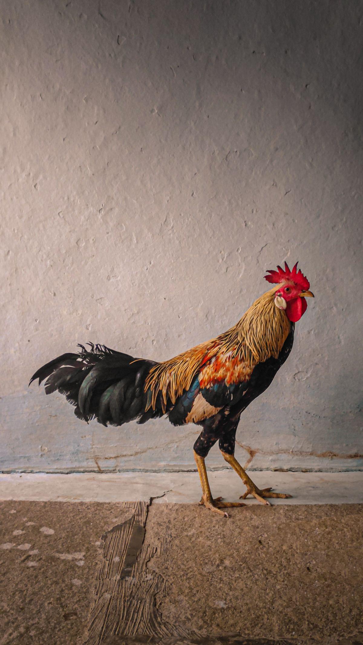 Beberapa orang merasa takut saat mendengar suara ayam berkokok tengah malam. Ada juga yang merasa heran dan terganggu dengan suara nyaring tersebut. Berbagai mitos pun berkembang terkait ayam yang berkokok di tengah malam. Dalam ajaran Islam, ada anjuran