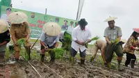 Proses penanaman perdana padi di Danau Semayang Kutai Kartanegara (Kukar) Kalimantan TImur (Kaltim). (Liputan6.com/Abelda Gunawan)